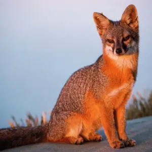 Island Grey Fox Print Island Grey Fox Print