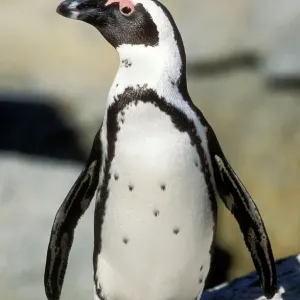 Jackass Penguin Print (Spheniscus demersus) Jackass Penguin Print (Spheniscus demersus)