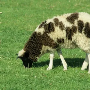 Jacob's Sheep Print Jacob's Sheep Print