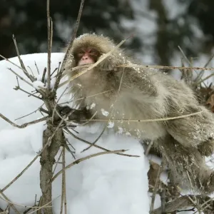 Japanese Macaque Monkey Print - Hokkaido, Japan Japanese Macaque Monkey Print - Hokkaido, Japan