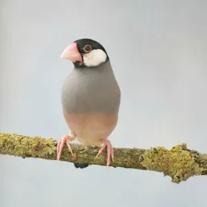 Java Sparrow Print - Front View Java Sparrow Print - Front View