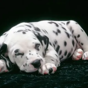 Dalmatian Puppy Print Dalmatian Puppy Print