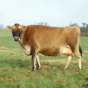 Jersey Cow Print JD-2641, Cattle Photography Jersey Cow Print JD-2641, Cattle Photography
