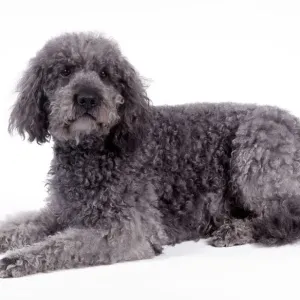 Labradoodle Print - A Lying Labrador and Poodle Cross Labradoodle Print - A Lying Labrador and Poodle Cross