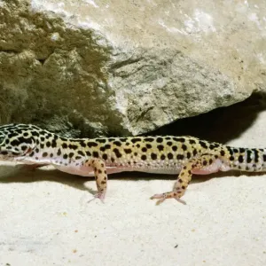 Leopard Gecko Print - Eublepharis macularius (JD-5676) Leopard Gecko Print - Eublepharis macularius (JD-5676)