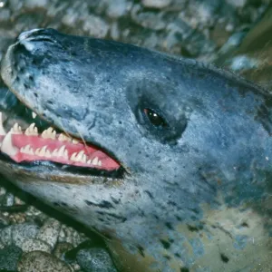Leopard Seal Print - Hydrurga leptonyx Leopard Seal Print - Hydrurga leptonyx