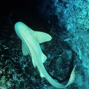Leopard Zebra Shark Print Leopard Zebra Shark Print