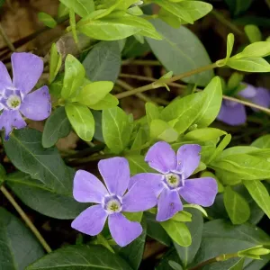 Kleiner Perlstern in altem Wald, Vinca minor Kleiner Perlstern in altem Wald, Vinca minor
