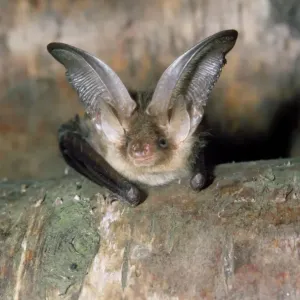 Long-eared Bat Print (Plecotus auritus) Long-eared Bat Print (Plecotus auritus)