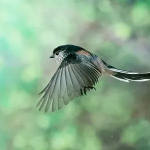 Long Tailed Tit in Flight Print Long Tailed Tit in Flight Print