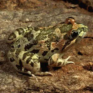 Langfingerig / Quakender Frosch