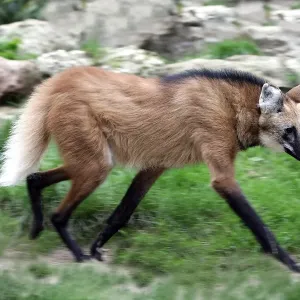 Mähnenwolf