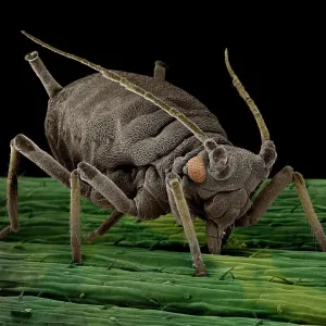 Black Aphid Print, Aphis sp., SEM Image Black Aphid Print, Aphis sp., SEM Image