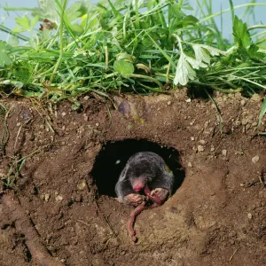 European Mole Eating Worm Underground Print JD-13175