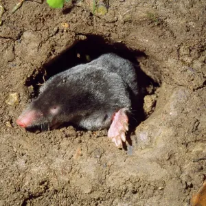 Talpa europaea Print - Underground Mole JD-13173