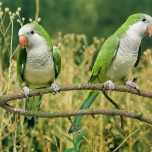 Monk Parakeet Print AP-1604