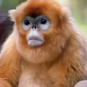 Golden Monkey Golden Monkey