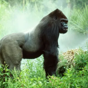 Lowland Gorilla Lowland Gorilla