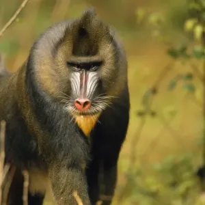 Mandrill Baboon Print, a detailed image of Mandrillus sphinx Mandrill Baboon Print, a detailed image of Mandrillus sphinx