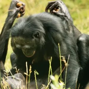Pygmy / Bonobo CHIMPANZEE - mating Pygmy / Bonobo CHIMPANZEE - mating