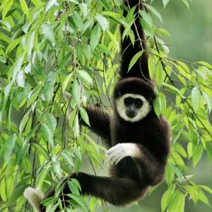 White-handed Gibbon - hanging in tree, Borneo, Malaysia JPF29323 White-handed Gibbon - hanging in tree, Borneo, Malaysia JPF29323