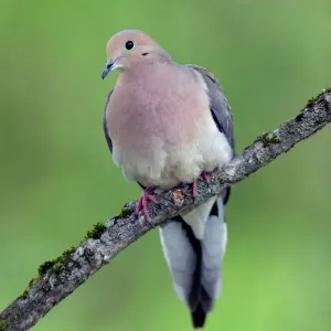 Mourning Dove Print - Zenaida macroura, USA
