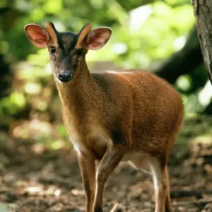 Muntjac Deer Print Muntjac Deer Print