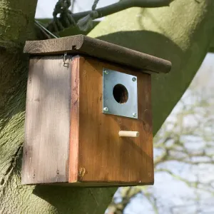 Nesting Box Print - Bluetits on Beech Tree, Cotswolds UK Nesting Box Print - Bluetits on Beech Tree, Cotswolds UK