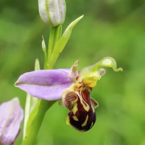 Bee Orchid Print - Close-Up Flower Image Bee Orchid Print - Close-Up Flower Image