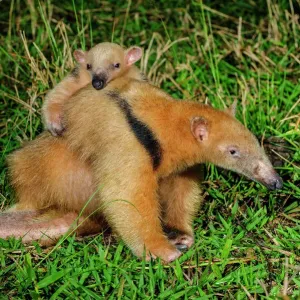 Southern Tamandua Print, mother and juvenile Southern Tamandua Print, mother and juvenile