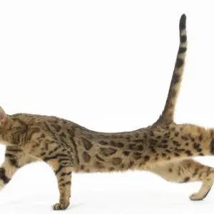 Bengal Cat Print (February Image) Bengal Cat Print (February Image)