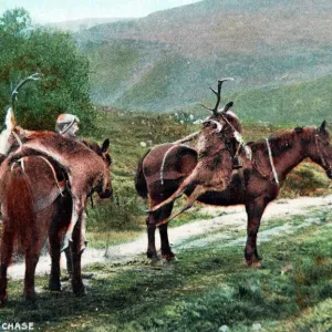 Red Deer Stalking Print c1910 Red Deer Stalking Print c1910