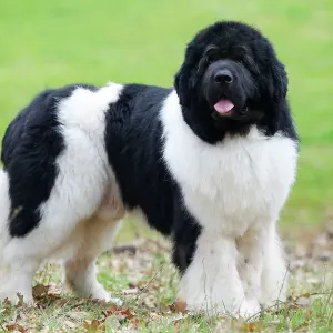 Newfoundland Dog Print by Jean-Michel Labat (LA-8308) Newfoundland Dog Print by Jean-Michel Labat (LA-8308)