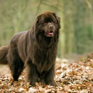 Newfoundland Dog Print LA-8293 by Jean-Michel Labat Newfoundland Dog Print LA-8293 by Jean-Michel Labat