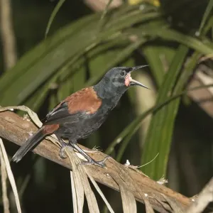 North Island Saddleback Print - Tieke, Kapiti Island North Island Saddleback Print - Tieke, Kapiti Island