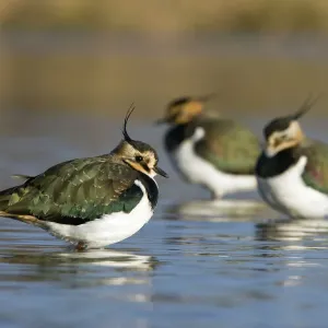 Northern Lapwing Print - Waterlevel Perspective Northern Lapwing Print - Waterlevel Perspective