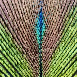 Peacock Feather Print Peacock Feather Print