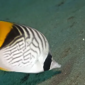 Threadfin Butterflyfish Red Sea Print - Chaetodon auriga Threadfin Butterflyfish Red Sea Print - Chaetodon auriga