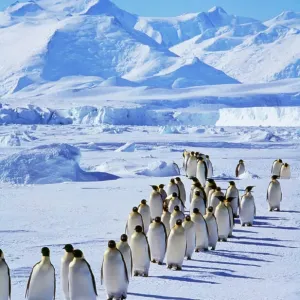 Emperor Penguin Print AU-72-GR Emperor Penguin Print AU-72-GR