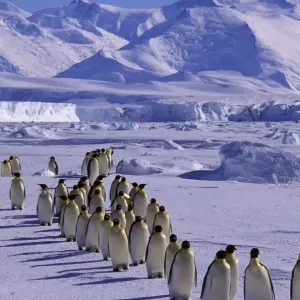 Emperor Penguin Print Emperor Penguin Print