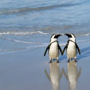Jackass Penguin Pair Print Jackass Penguin Pair Print
