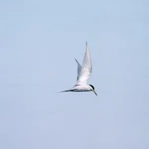 Peruvian Tern Print (Sterna lorata) Peruvian Tern Print (Sterna lorata)