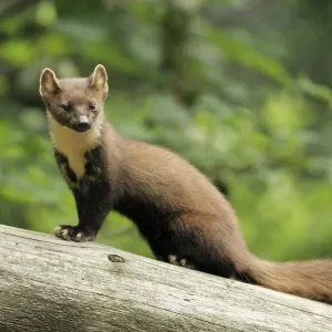 Pine marten Print, Germany Pine marten Print, Germany