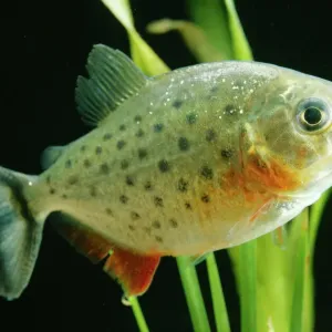 Piranha LA-75 Print - Serrasalmus hollandi Species Illustration Piranha LA-75 Print - Serrasalmus hollandi Species Illustration