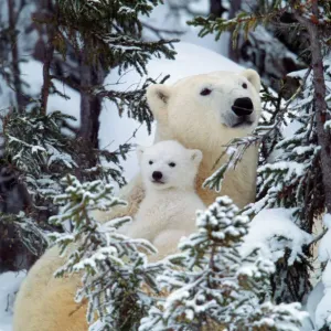 Polar Bear Print - Mother and Cubs in Snowy Woods Polar Bear Print - Mother and Cubs in Snowy Woods