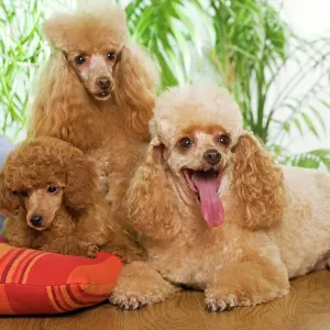 Apricot Poodle Print (LA-3928) Apricot Poodle Print (LA-3928)