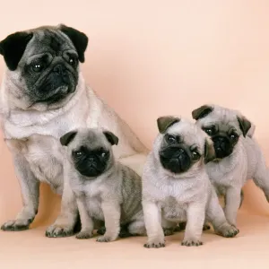 Pug Dog and Puppies Print Pug Dog and Puppies Print