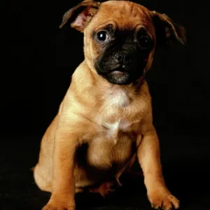 Puggle Dog Print Puggle Dog Print