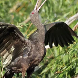 Kaptiv-Punabird Kaptiv-Punabird