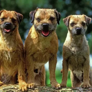 Perros Border Terriers - Tres sentados juntos Perros Border Terriers - Tres sentados juntos